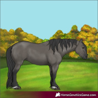 Horse Color:Grullo 