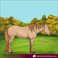 Horse Color:Red Dun 