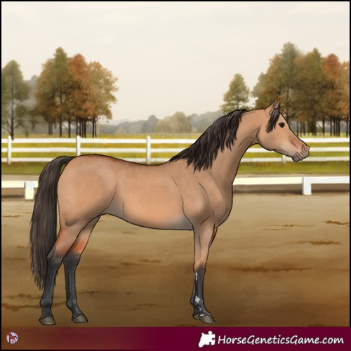 Horse Color:Bay Dun