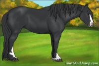 Horse Color:Black Sabino and Black Sabino