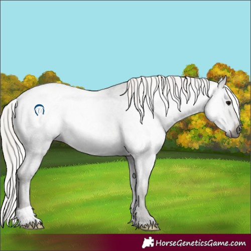 Horse Color:Gray Silver Black Appaloosa 
