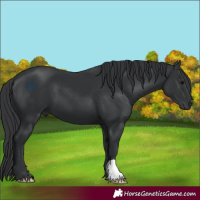 Horse Color:Black 
