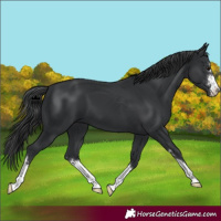 Horse Color:Black 