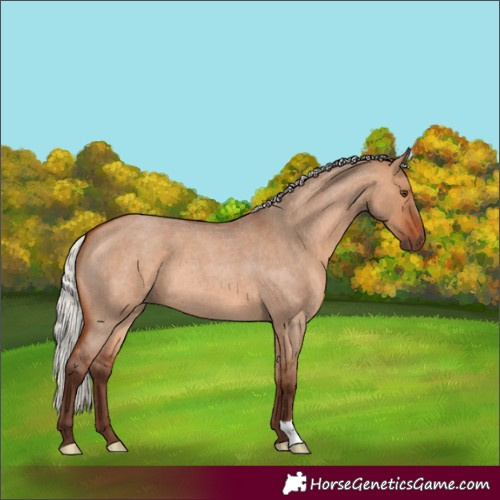 Horse Color:Silver Bay Roan Dun 
