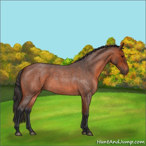 Horse Color:Bay Roan 