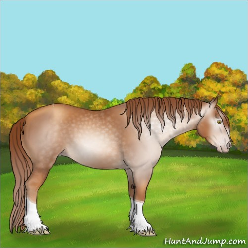 Horse Color:Unknown 
