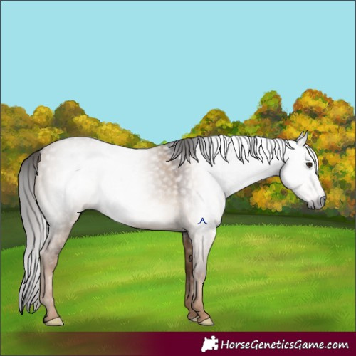 Horse Color:Gray Liver Red Dun Rabicano 