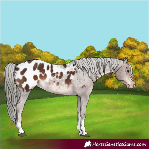 Horse Color:Liver Chestnut Mushroom Tobiano Appaloosa 
