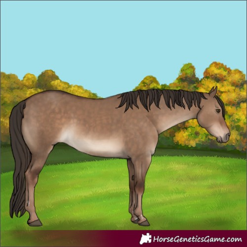 Horse Color:Liver Red Dun 