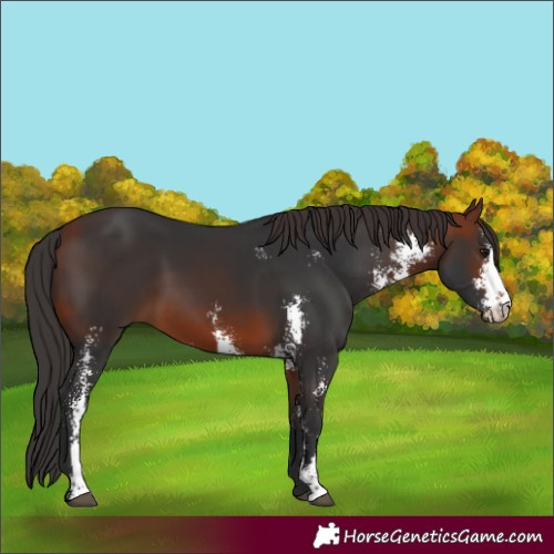 Horse Color:Bay Sabino 
