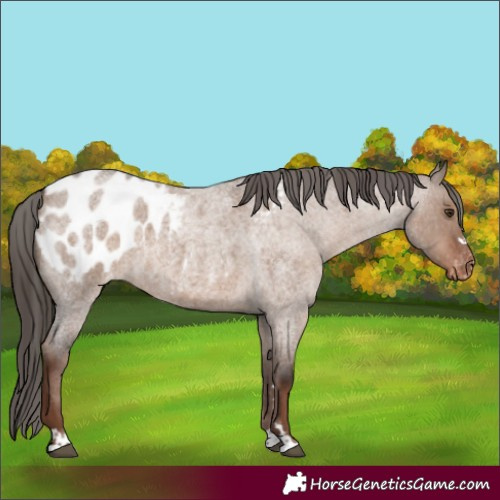 Horse Color:Liver Red Dun Roan Appaloosa