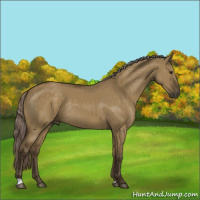 Horse Color:Chocolate Palomino Dun Rabicano 