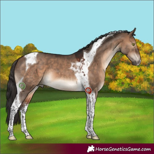 Horse Color:Brown Dun Tobiano 