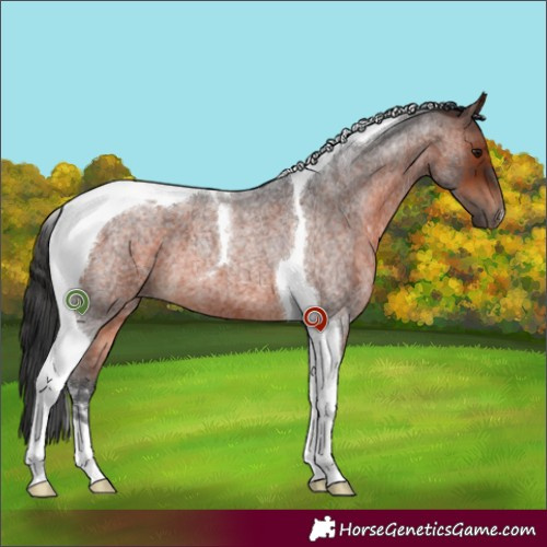 Horse Color:Brown Roan Tobiano 