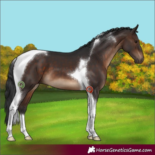 Horse Color:Brown Tobiano 