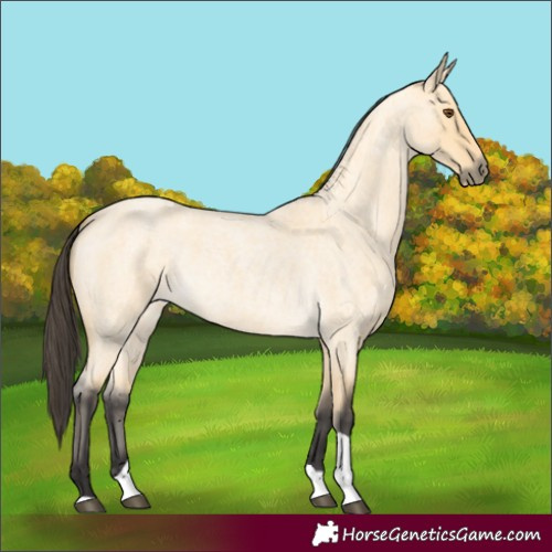 Horse Color:Buckskin Roan Dun Tobiano 