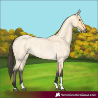 Horse Color:Buckskin Roan Dun Tobiano 