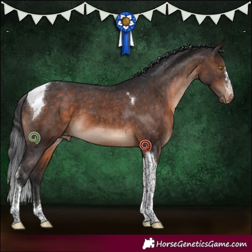 Horse Color:Brown Tobiano Appaloosa 
