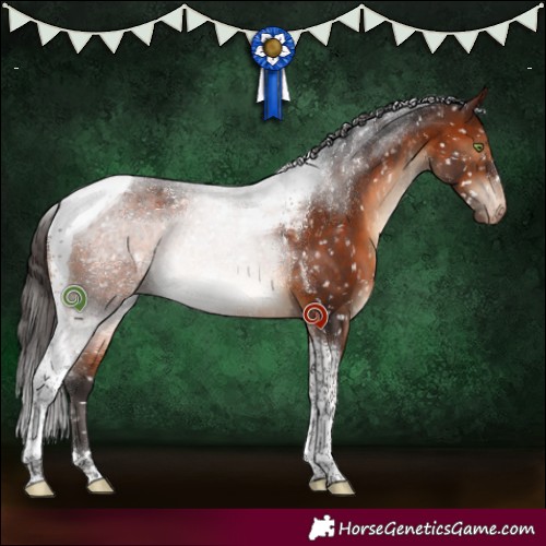 Horse Color:Brown Tobiano Appaloosa 