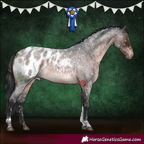 Horse Color:Brown Roan Tobiano Appaloosa 