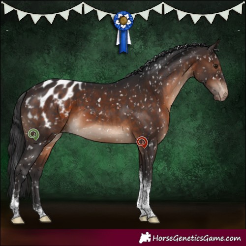 Horse Color:Brown Tobiano Appaloosa 