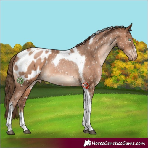 Horse Color:Brown Pearl Tobiano Appaloosa 