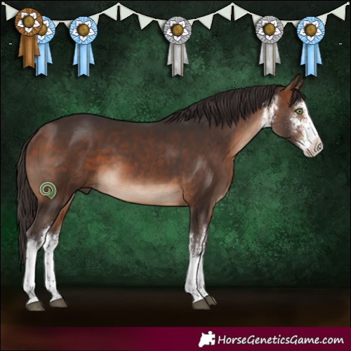 Horse Color:White Spotted Bay 