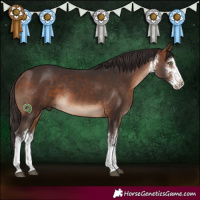 Horse Color:White Spotted Bay 