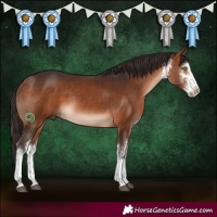 Horse Color:White Spotted Bay