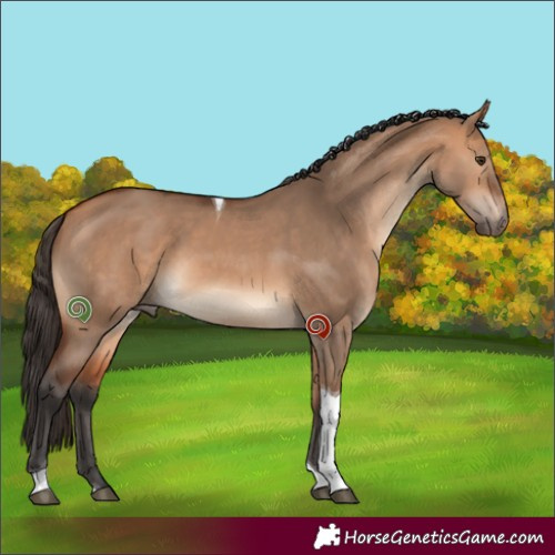 Horse Color:Bay Dun Tobiano 