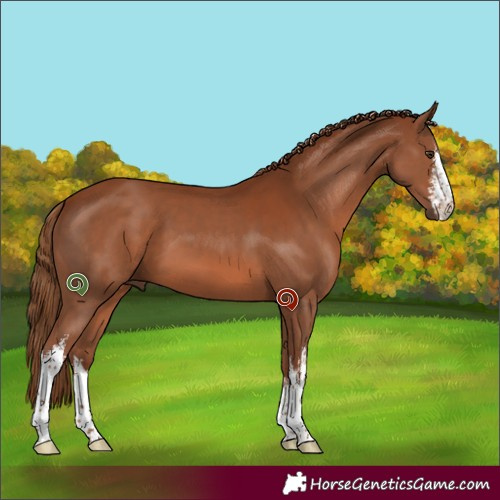 Horse Color:White Spotted Chestnut 