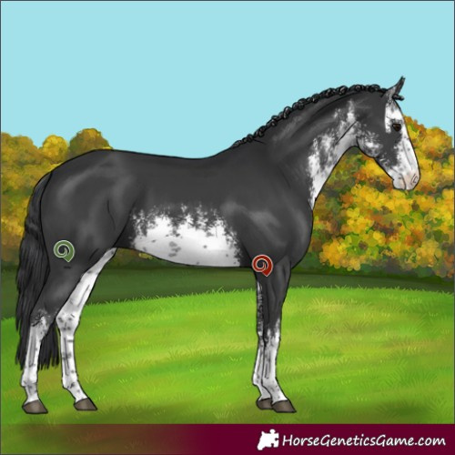 Horse Color:White Spotted Black 