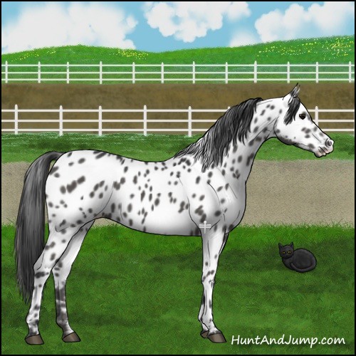 Horse Color:Black Near Leopard 