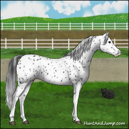Horse Color:Black Appaloosa 