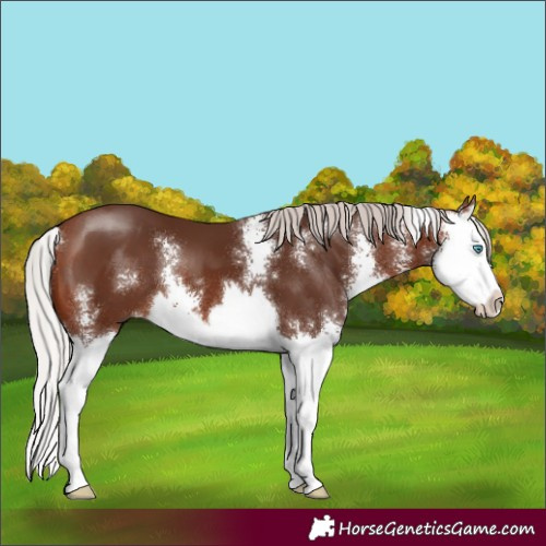 Horse Color:Silver Brown Sabino Splash 
