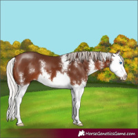 Horse Color:Silver Brown Sabino Splash 