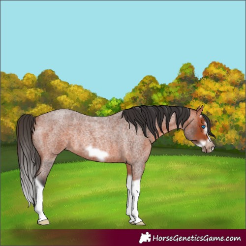 Horse Color:Bay Roan Splash Frame Rabicano