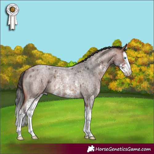 Horse Color:Bay Roan Sabino Splash Rabicano 