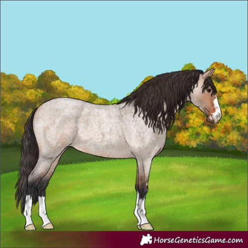 Horse Color:Bay Roan Dun