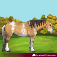 Horse Color:White Spotted Buckskin 