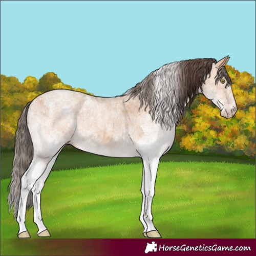 Horse Color:White Spotted Amber Champagne Rabicano