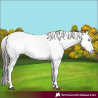 Horse Color:Brown Appaloosa 