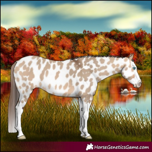 Horse Color:Bay Dun Splash Appaloosa 