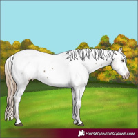 Horse Color:Liver Red Dun Tobiano Snowcap 