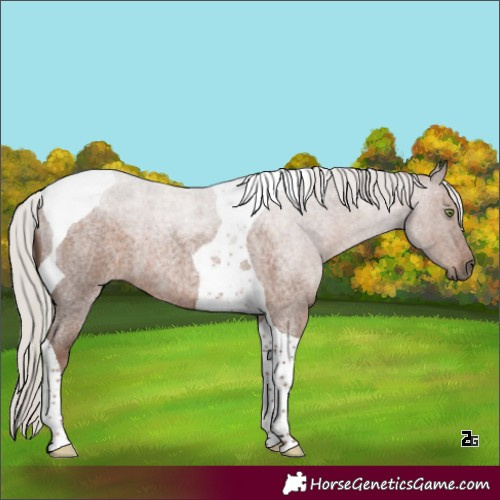 Horse Color:Silver Blue Roan Tobiano Rabicano 