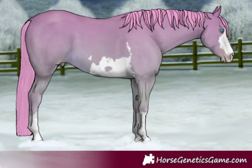Horse Color:Watercolor Amber Cream Champagne Dun 