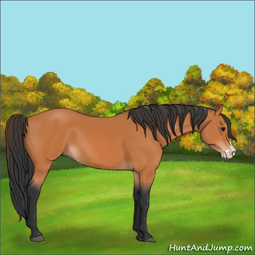 Horse Color:Bay Splash 