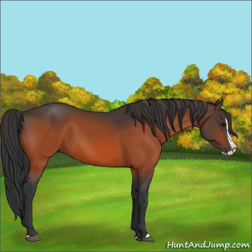 Horse Color:Bay Splash 