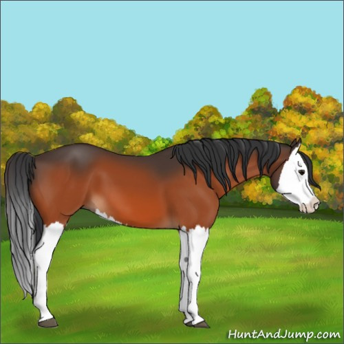 Horse Color:Bay Splash 