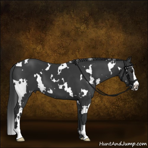 Horse Color:White Spotted Black Sabino 